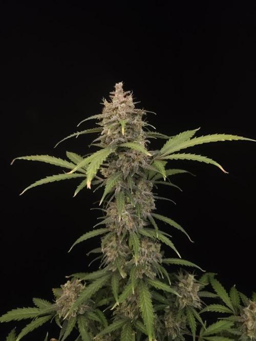 Zkittlez auto 3. Week 7