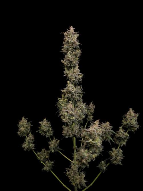 Zkittlez auto 3. Week 8