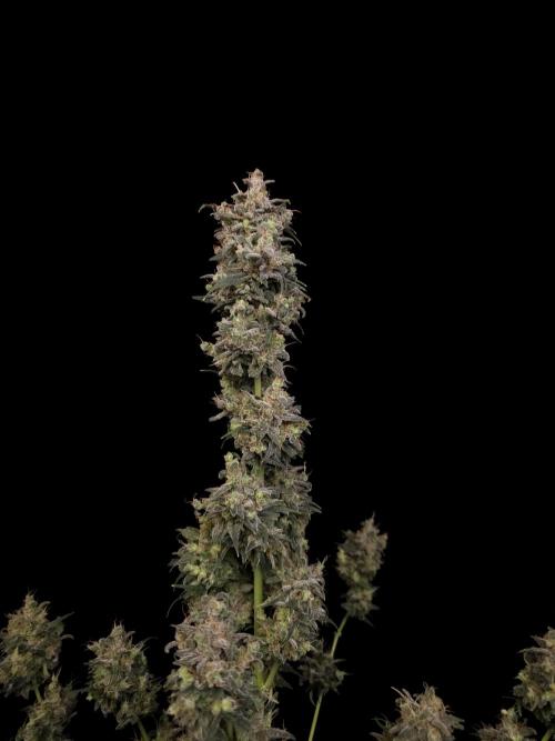 Zkittlez auto 3. Week 8