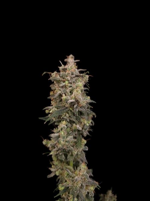 Zkittlez auto 3. Week 8