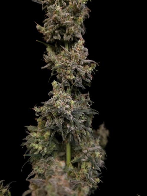 Zkittlez auto 3. Week 8
