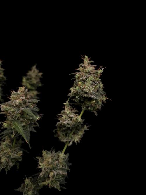 Zkittlez auto 3. Week 8