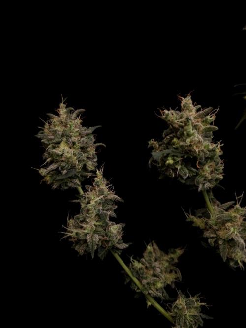 Zkittlez auto 3. Week 8