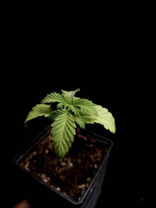 Test 605. Week 2