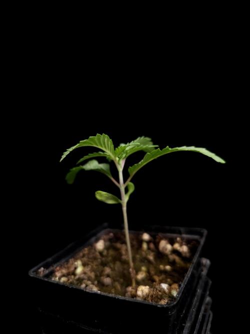 Test 10x51. Week 2