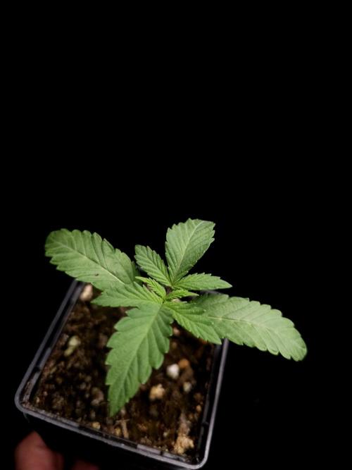 Test 10x51. Week 2