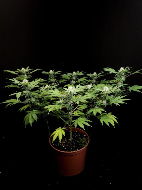 Sweet & Sour. Week 12