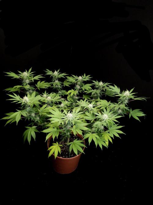 Sweet & Sour. Week 12