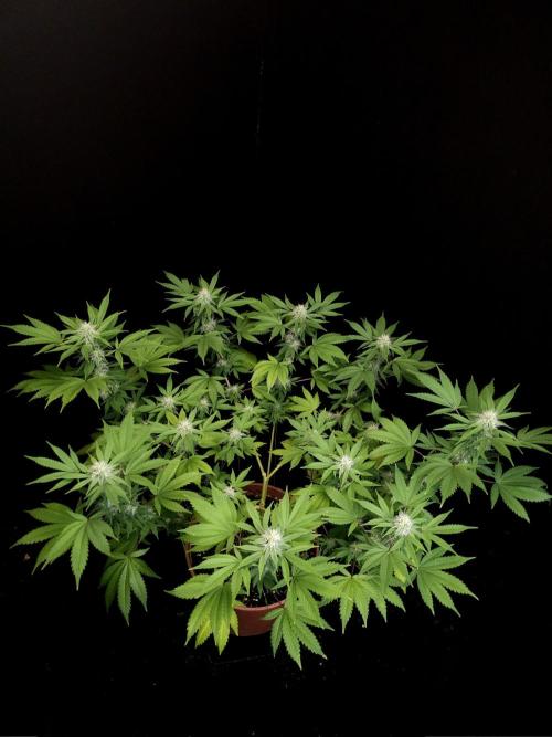 Sweet & Sour. Week 12