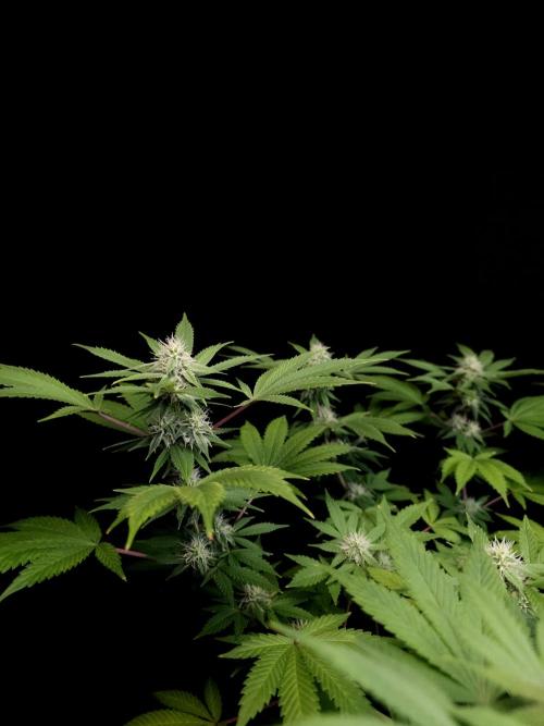 Sweet & Sour. Week 12