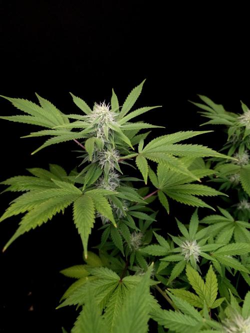 Sweet & Sour. Week 12