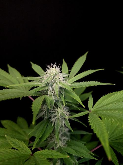 Sweet & Sour. Week 12