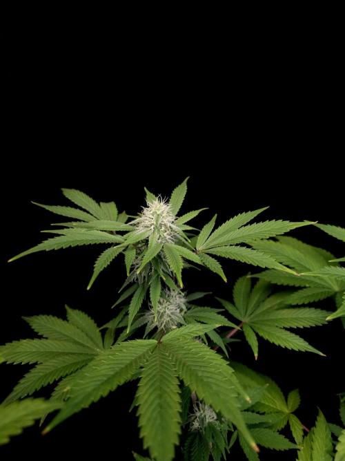 Sweet & Sour. Week 12