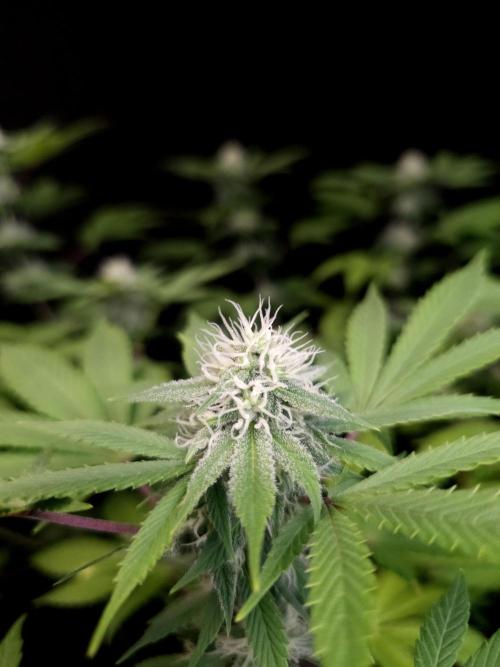 Sweet & Sour. Week 12