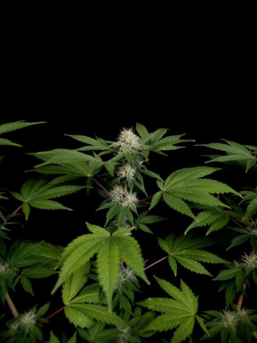 Sweet & Sour. Week 12