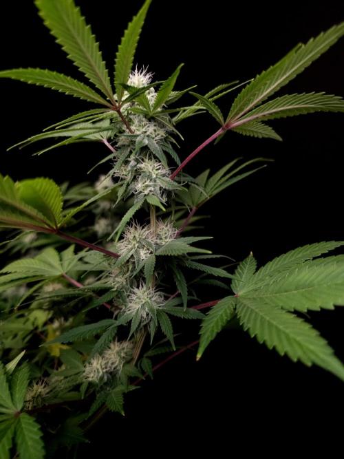 Sweet n Sour Indoor. Week 12