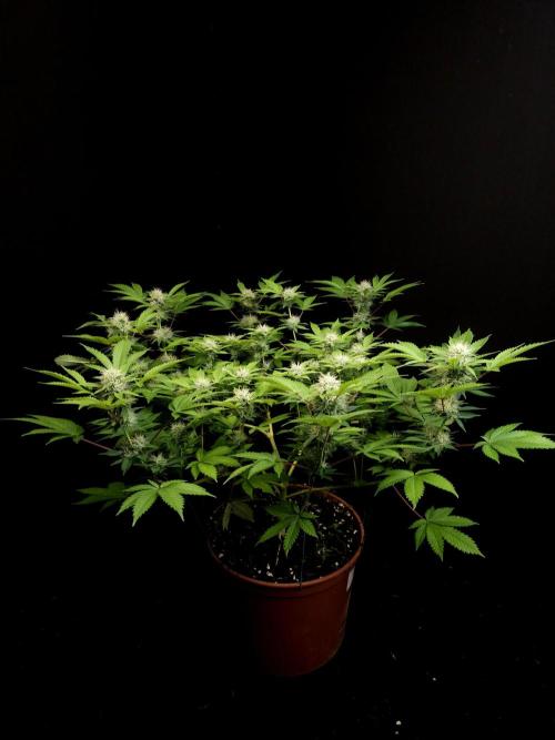 Snow White. Week 12