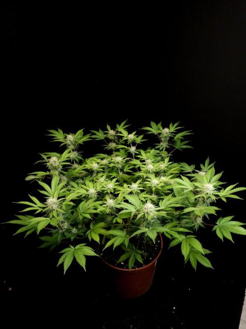 Snow White. Week 12