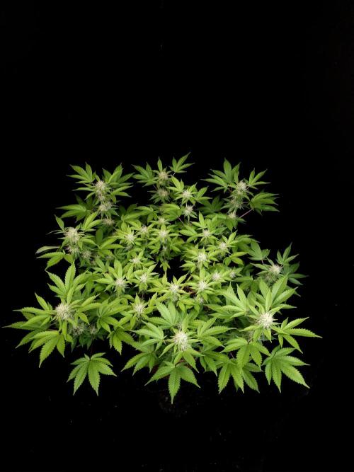 Snow White. Week 12
