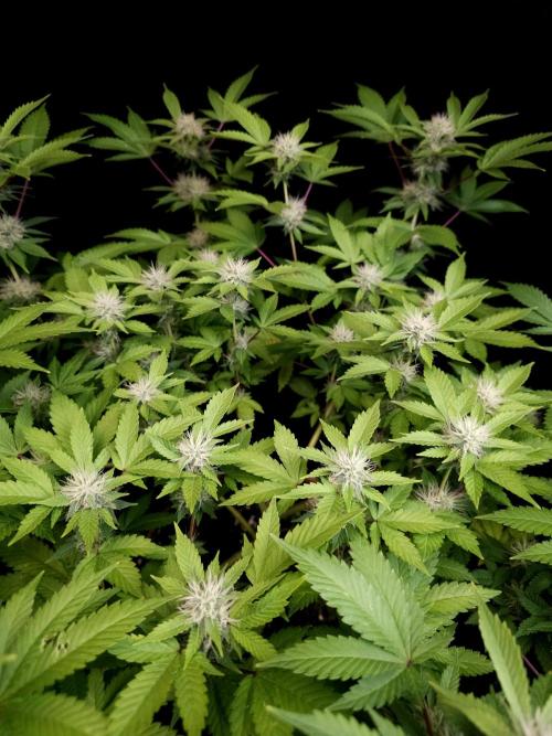 Snow White. Week 12