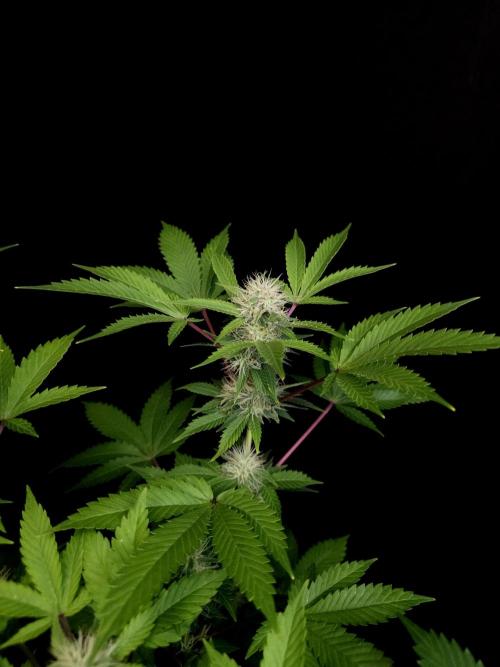 Snow White. Week 12