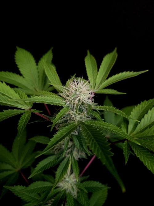 Snow White. Week 12