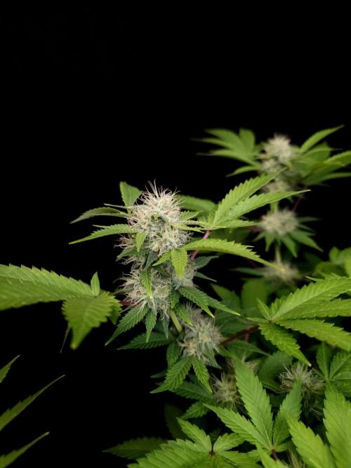 Snow White. Week 12