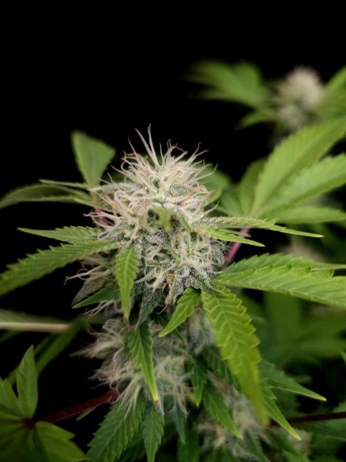 Snow White. Week 12