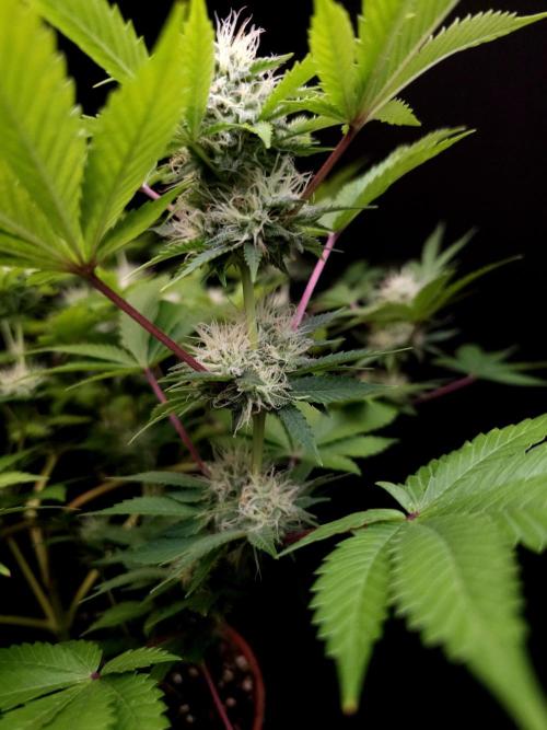 Snow White. Week 12