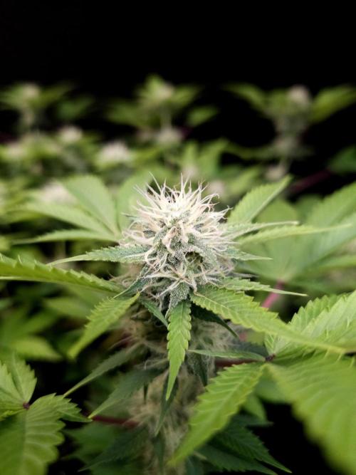 Snow White. Week 12