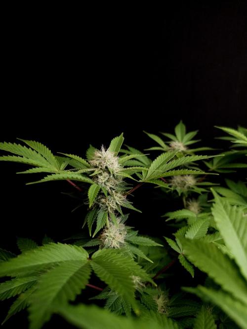 Snow White. Week 12
