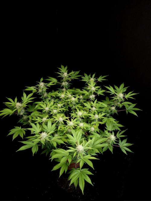 Snow White. Week 12