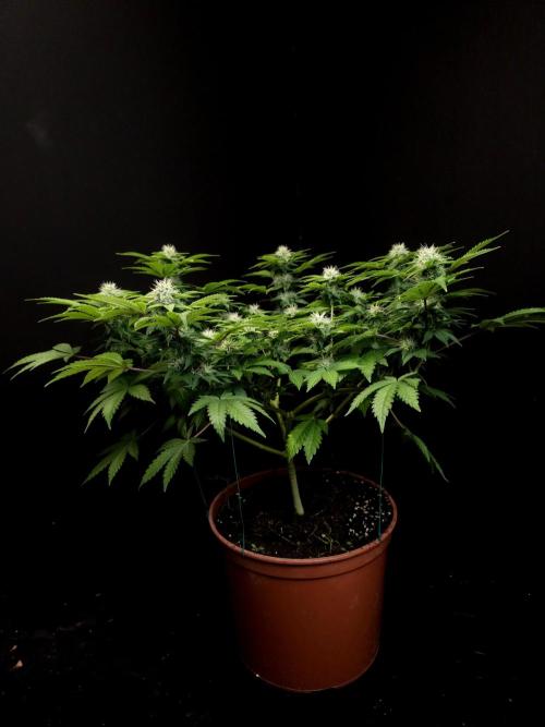 Skunk. Week 12