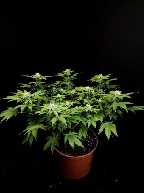 Skunk. Week 12