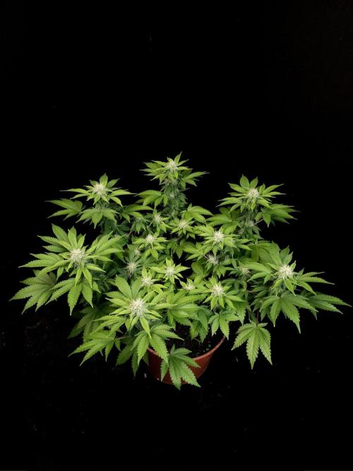 Skunk. Week 12