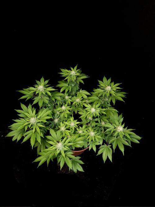Skunk. Week 12