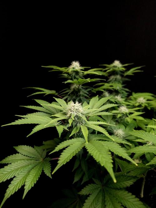 Skunk. Week 12