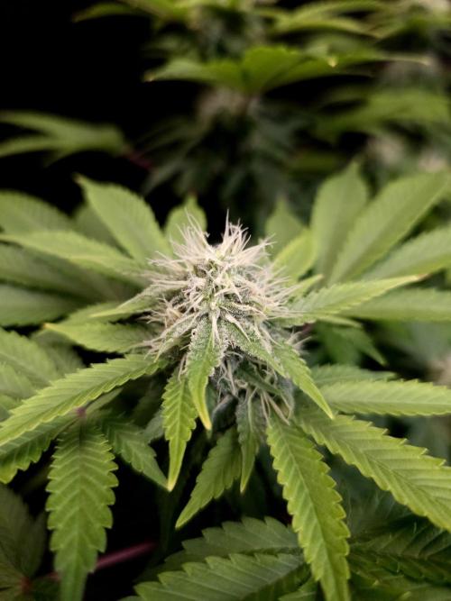Skunk. Week 12