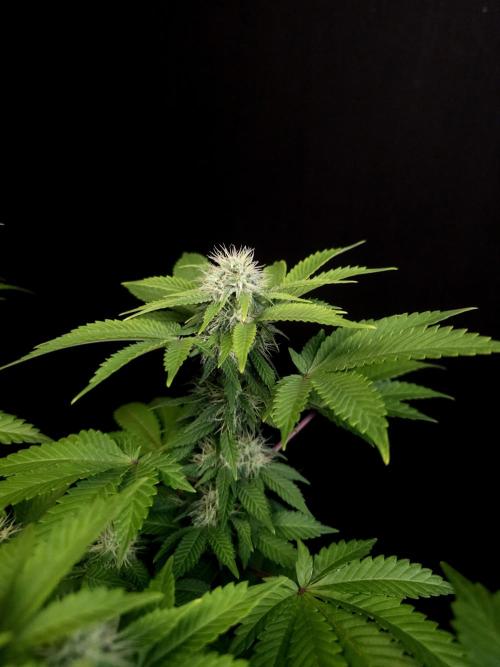 Skunk. Week 12