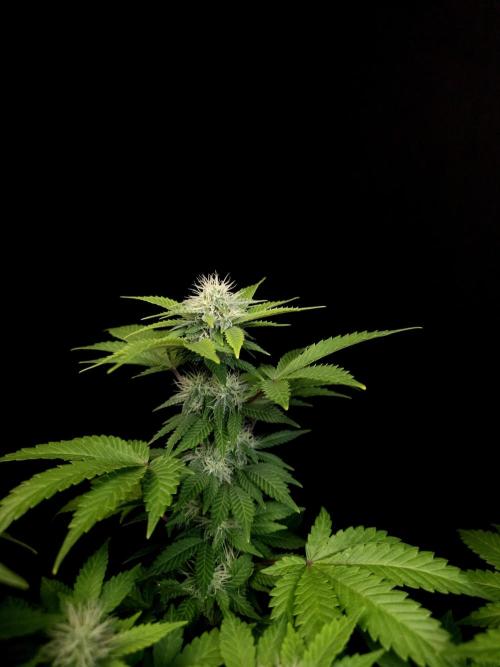 Skunk. Week 12