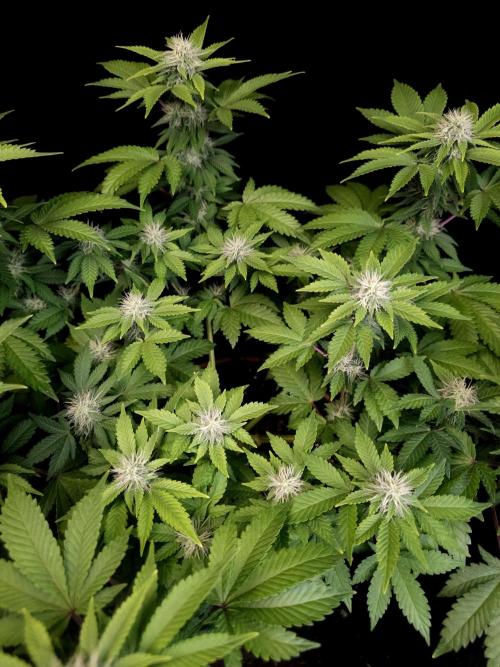 Skunk. Week 12