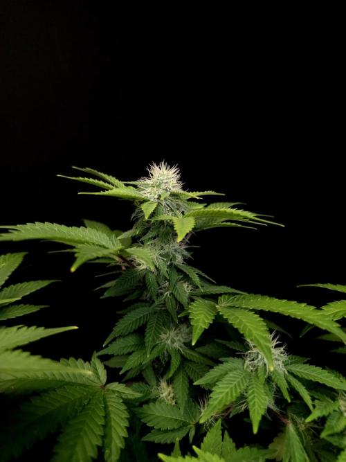 Skunk. Week 12