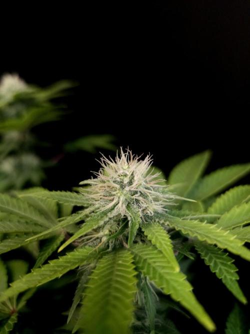 Skunk. Week 12