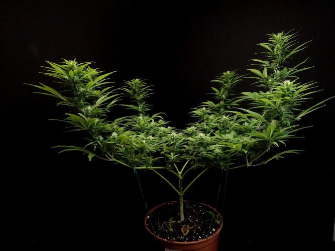 Power plant. Week 12