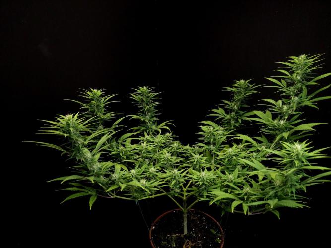 Power plant. Week 12