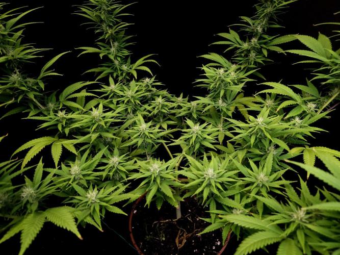 Power plant. Week 12