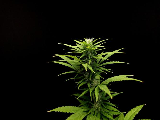 Power plant. Week 12