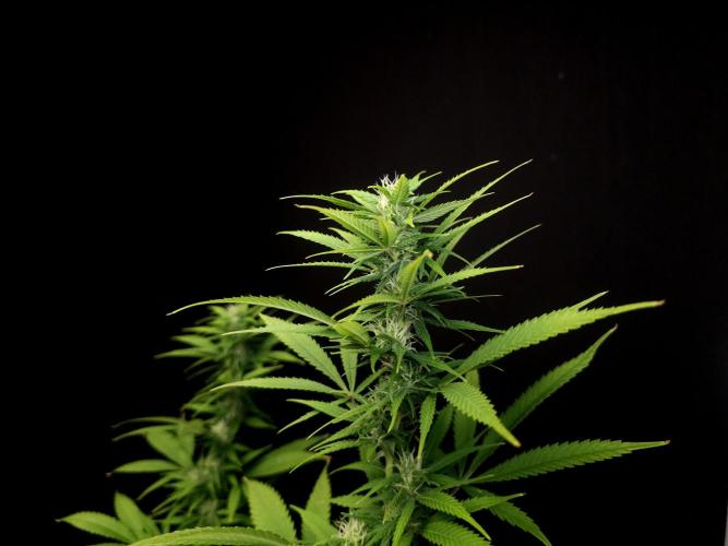 Power plant. Week 12