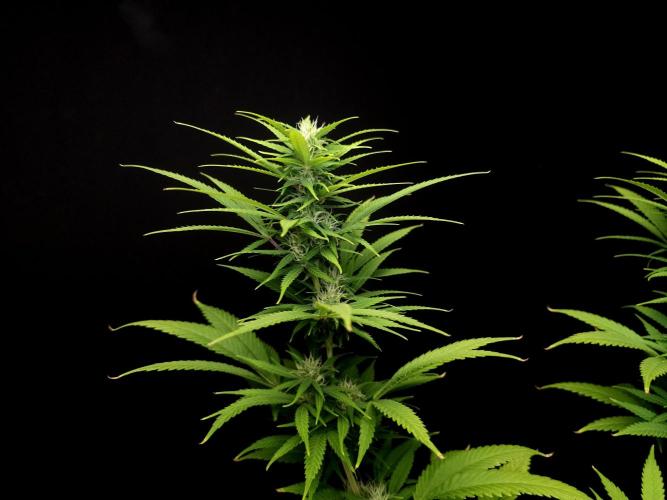 Power plant. Week 12