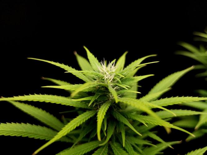 Power plant. Week 12
